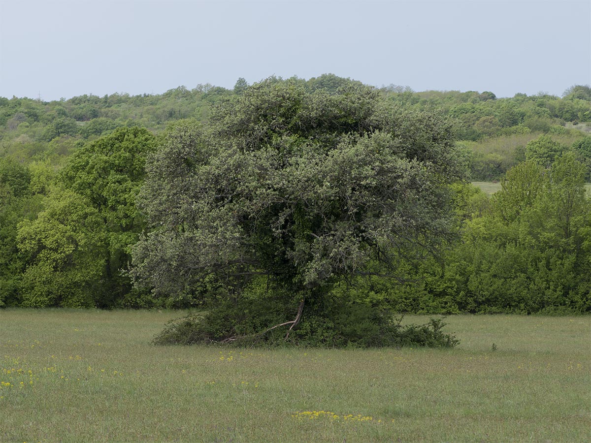 Wiese mit Baum